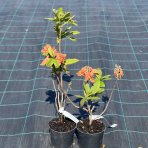 Azalka veľkokvetá (Azalea Mollis) ´GOLDFLAMME´ - výška 40-60 cm, kont. C3L